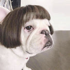 Silk Feline Fashion Wig